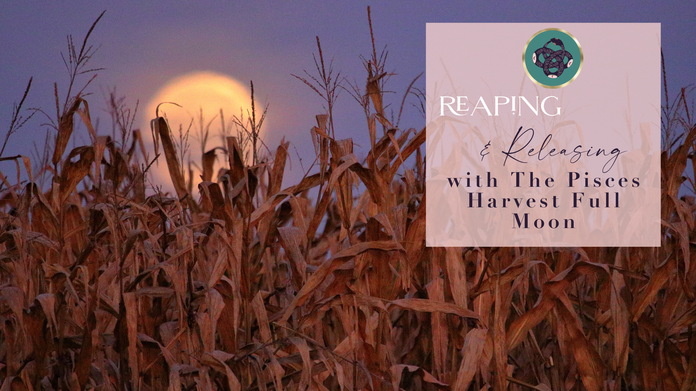 REAPING &amp; RELEASING🌾​ WITH THE PISCES HARVEST FULL MOON🌕♓️​