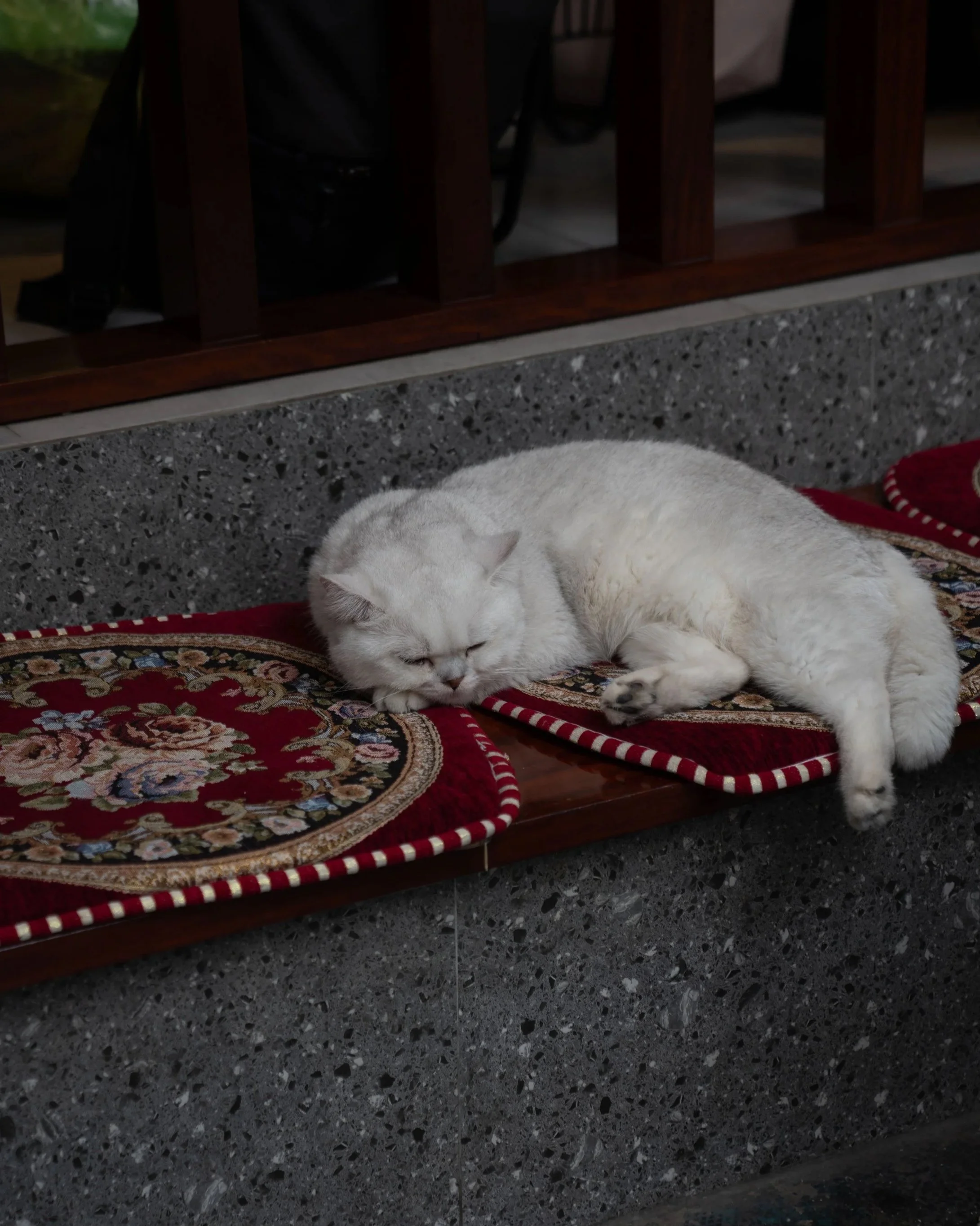 cat_of_hanoi.jpg