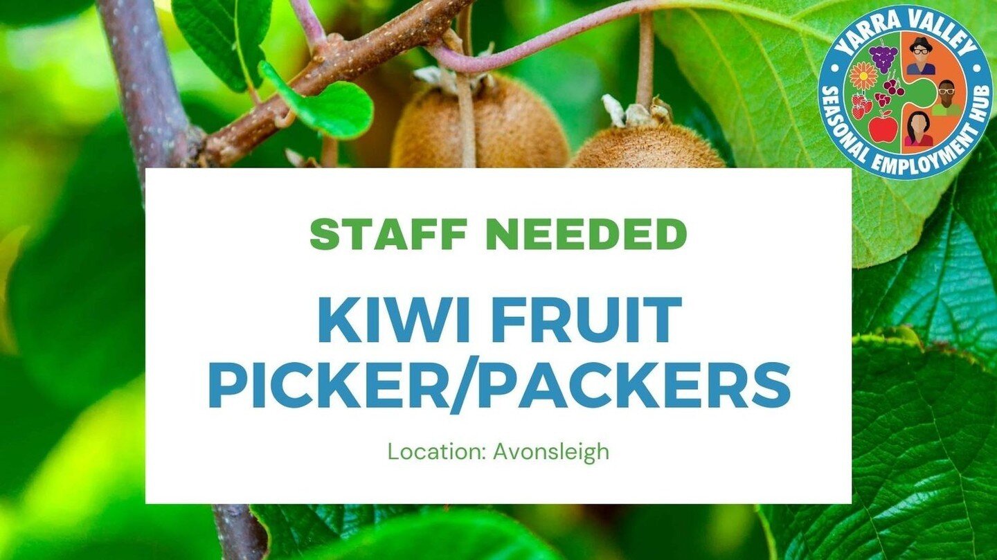 Avonsleigh Kiwifruit orchard are located in Avonsleigh. We require picking and packing staff for our upcoming season.
Our harvest will begin towards the end of April and run for approximately 3-4 weeks. 
Head to https://www.yarravalleyseasonalwork.co