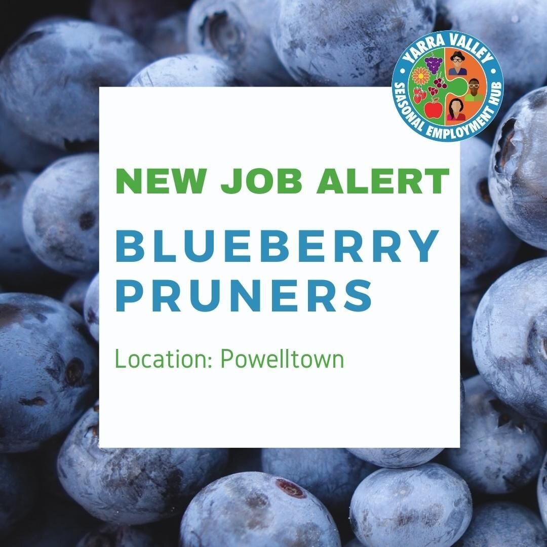 Little Yarra Fruit are looking for someone to prune blueberry bushes over the next few months. Work is available 3- 4days per week. Ongoing work is possible for the right applicant. Duties may include pruning blueberry bushes and re planting. Car nee