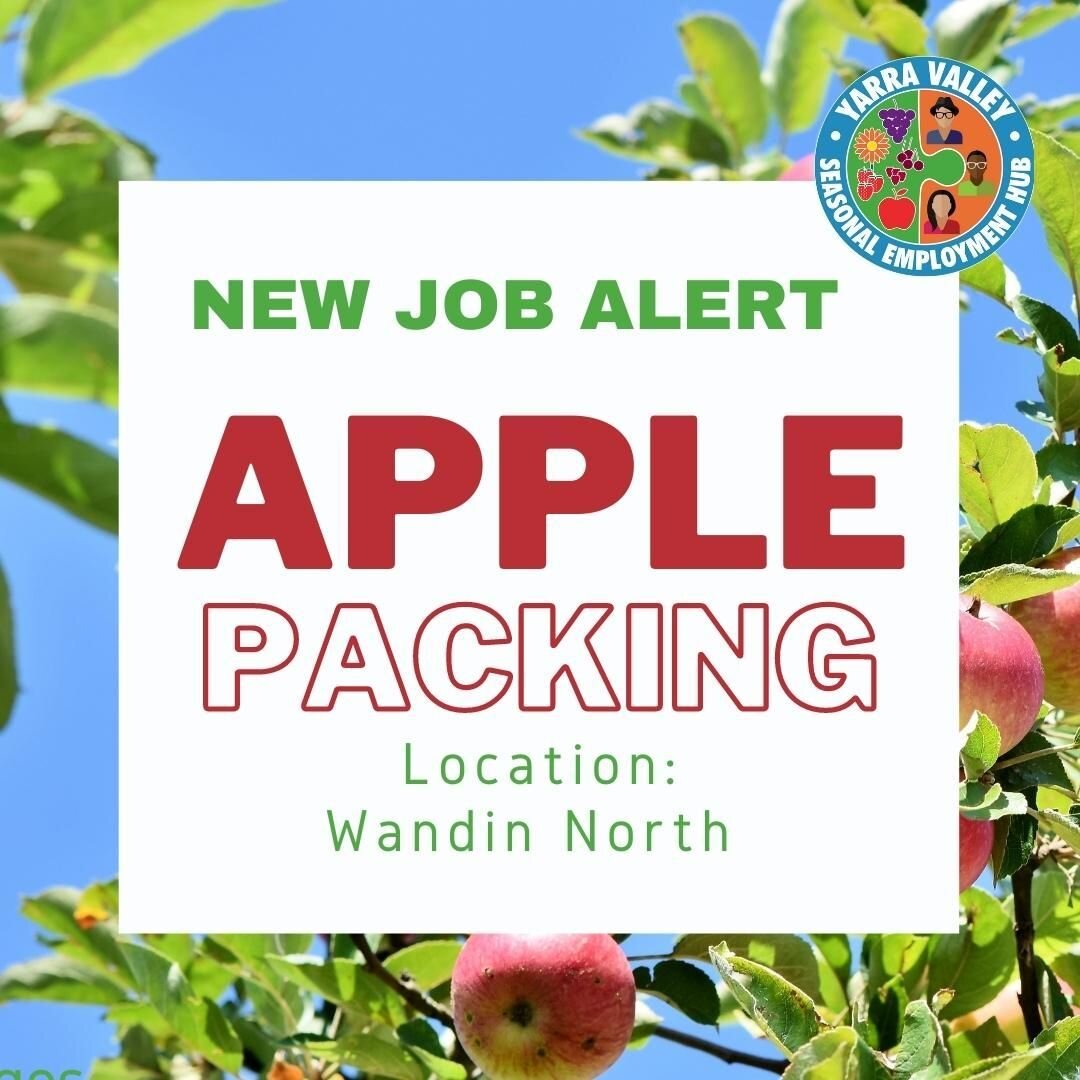 Apple Packer required to start immediately, casual role 16 hours per week, year round in Wandin North
For more information: https://www.yarravalleyseasonalwork.com.au/available-jobs, JOB ID 2051