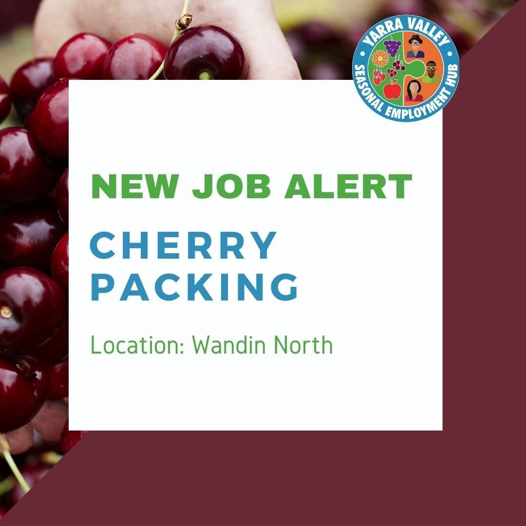 Join Wandin Valley Farms for the 2023 Cherry Packing Season, commencing mid to late October and finishing mid to late January 2023. To apply head to: https://www.yarravalleyseasonalwork.com.au/available-jobs JOB ID 2153