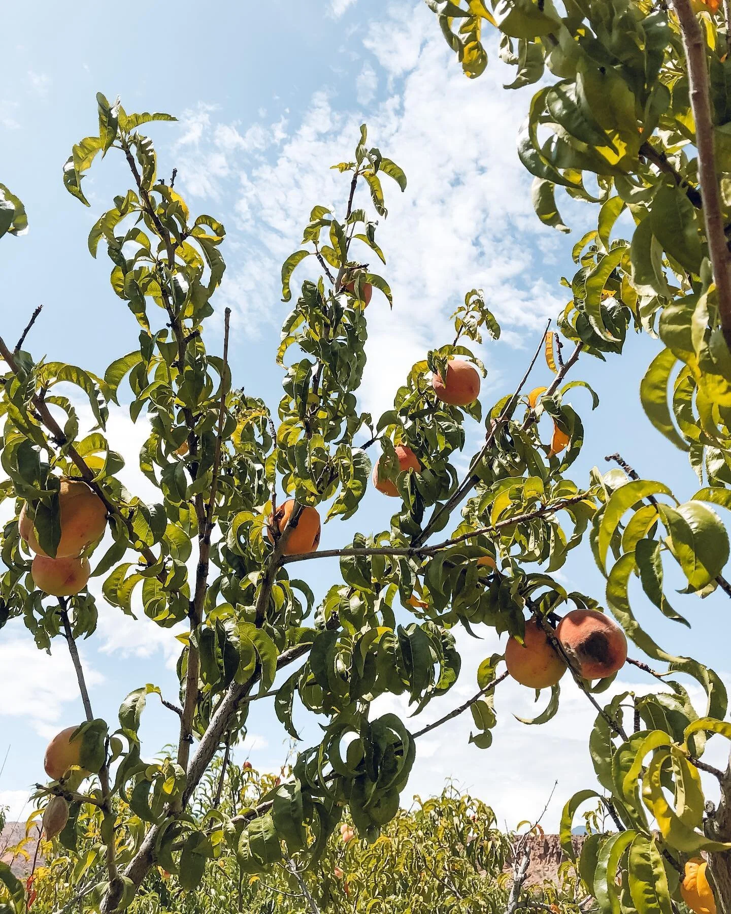 ππ§‘ peach π§‘π
Picked at perfection on Tuesday —> Transformed to water ice on Wednesday —> Available for you on Thursday! (Until we sell out, and you know it’s flying!) π€€
Did you know that the Zion area is home to many sma