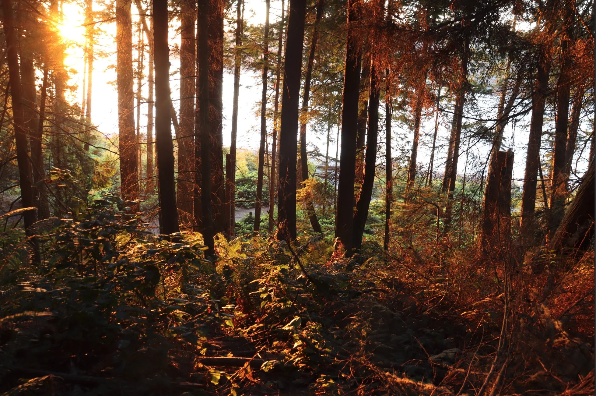 Forest, Golden Hour (Deception Pass, Whidbey Island) - Gina Basso, 2025