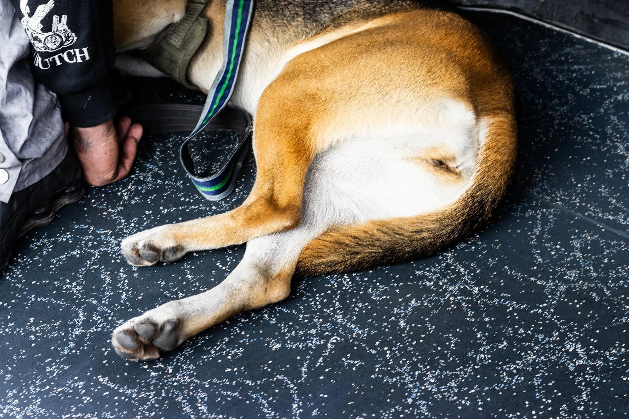 Sleeping dog. 
From 'Doors Are Opening' project, in progress. October 2026. 