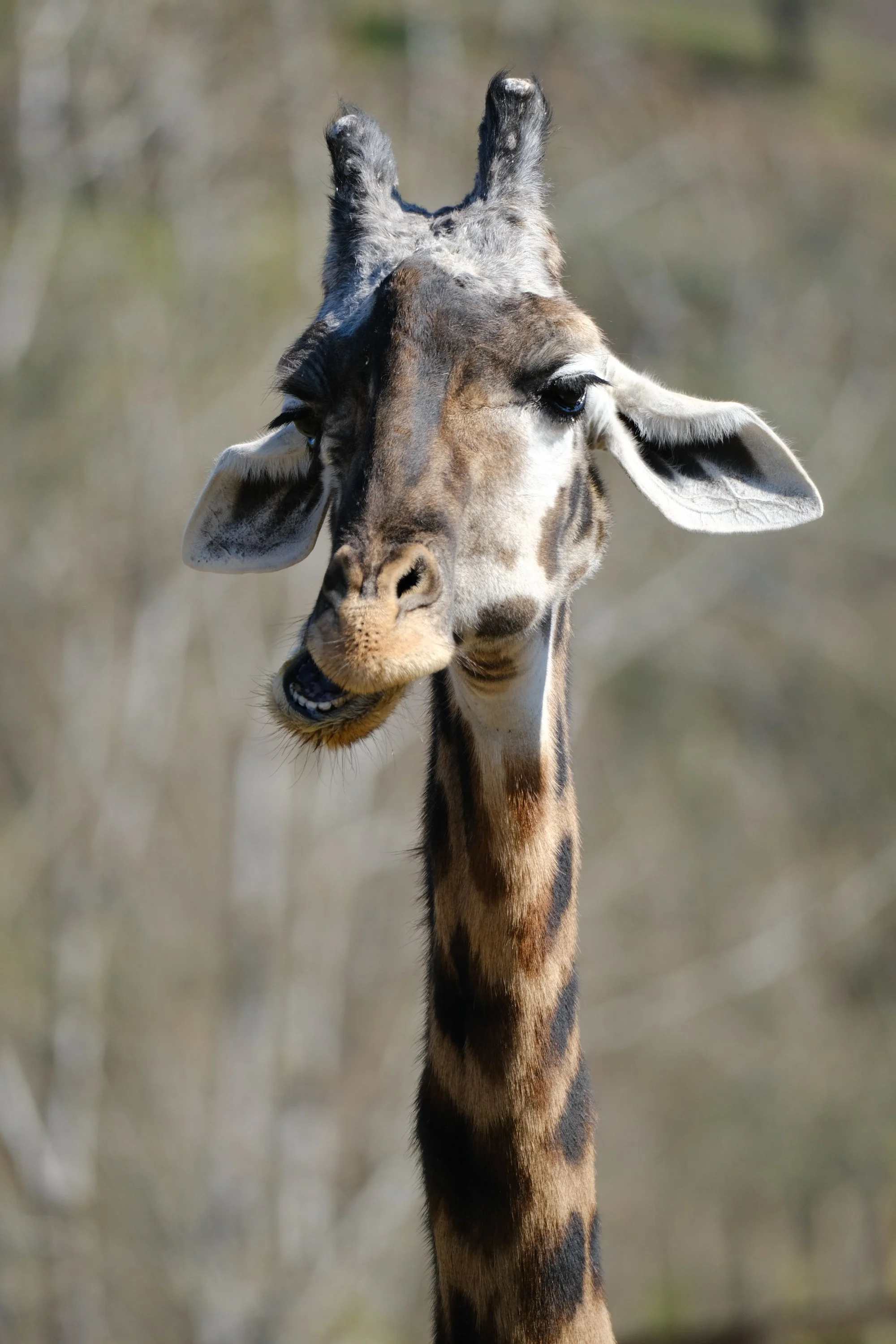 Giraffe.jpg