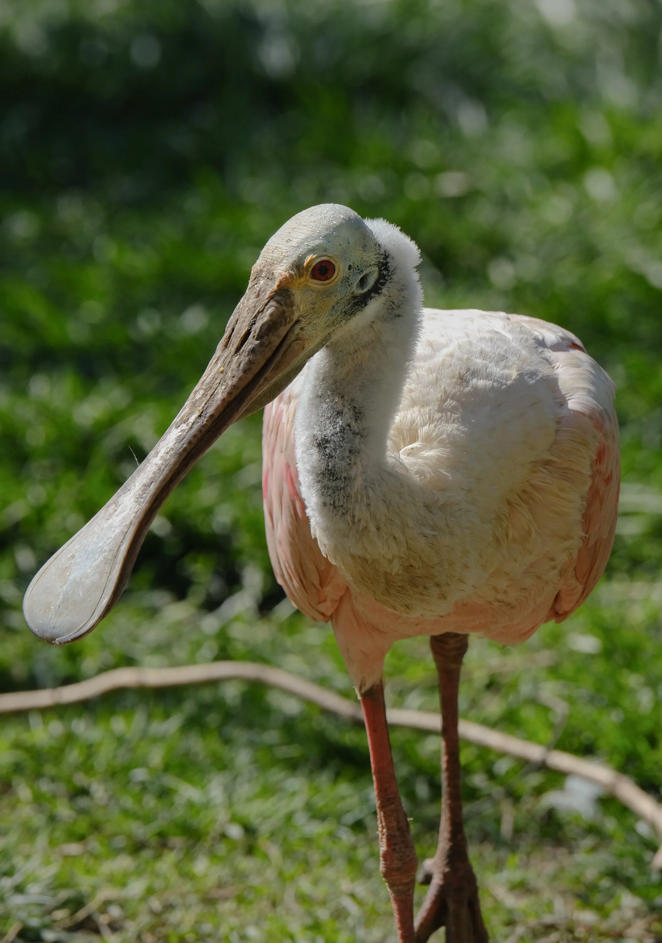 African Spoonbill.jpg