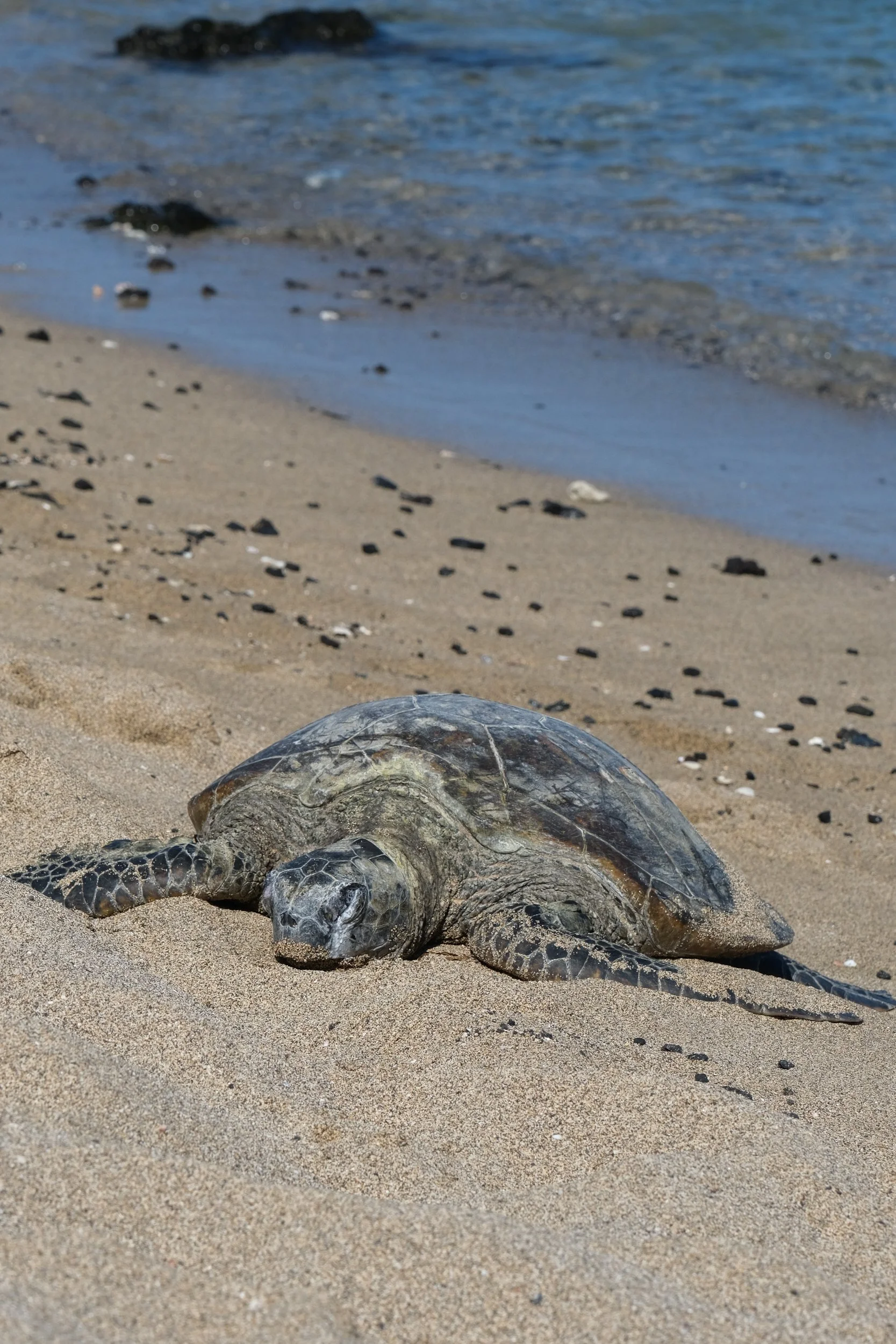 Sleepy Honu-9051.jpg