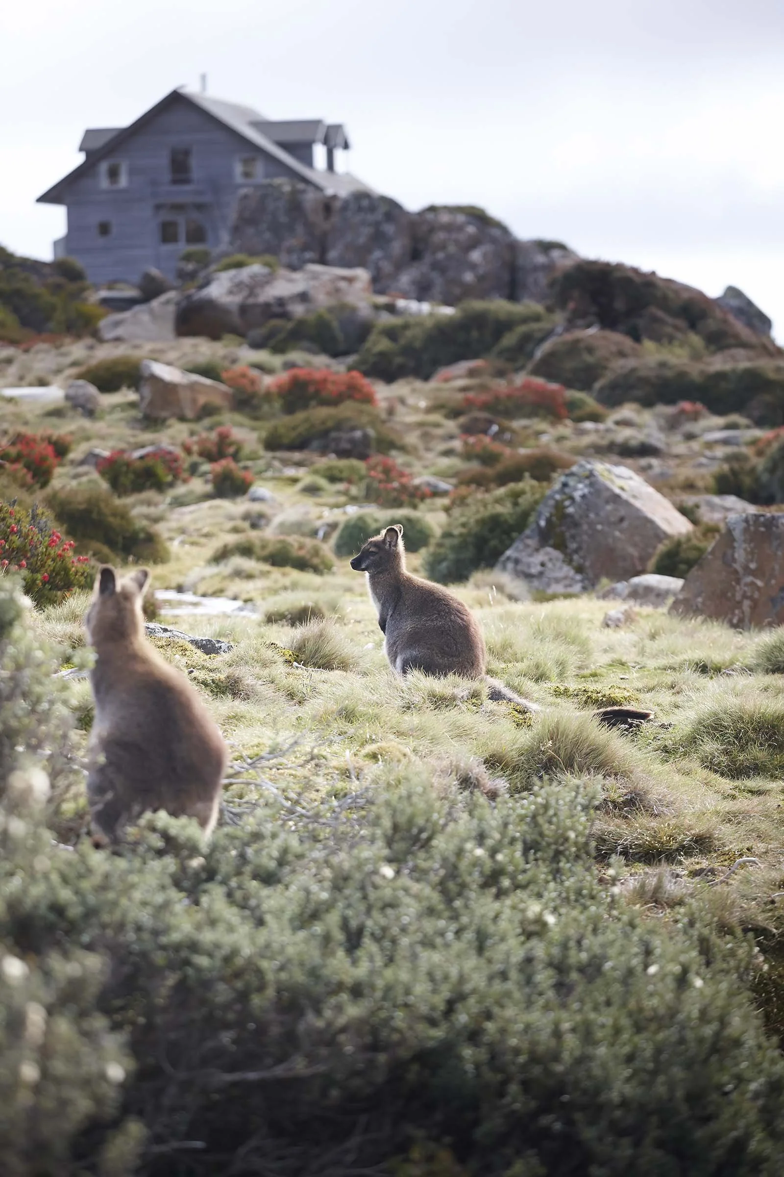 ben lomond wallaby.jpg