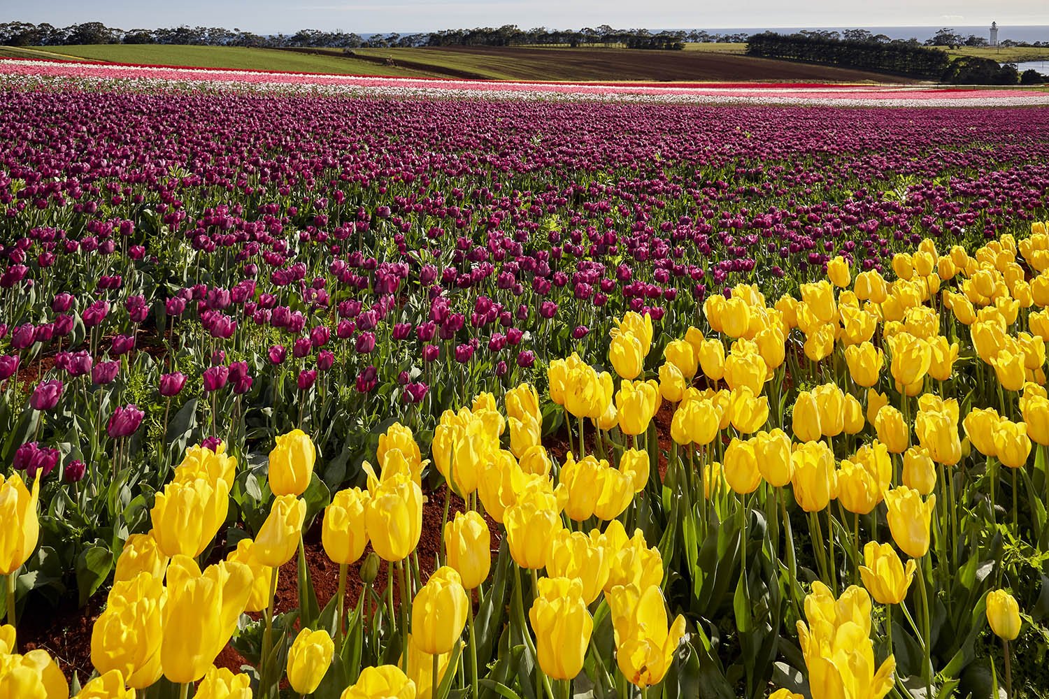 ©_Dave_Groves_Photography_Lifestyle_NW_Table_Cape_Tulip_Farm.jpg