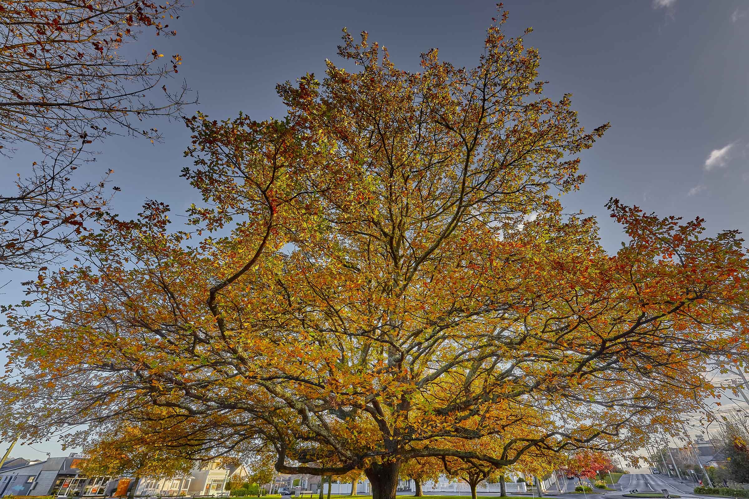 ©_Dave_Groves_Photography_Enter_Site.jpg
