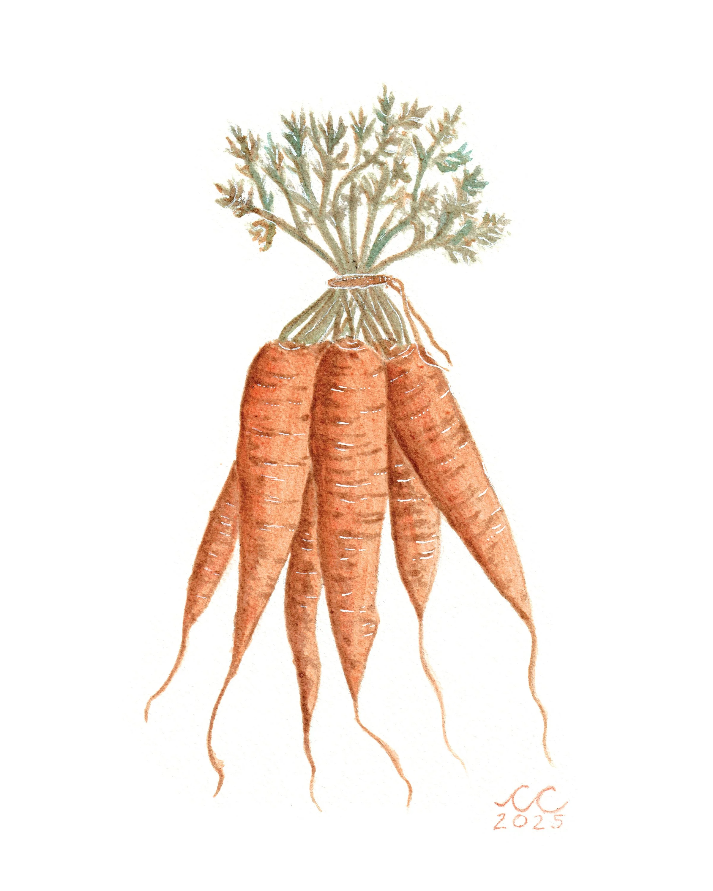 CarrotHarvest_8x10.jpg