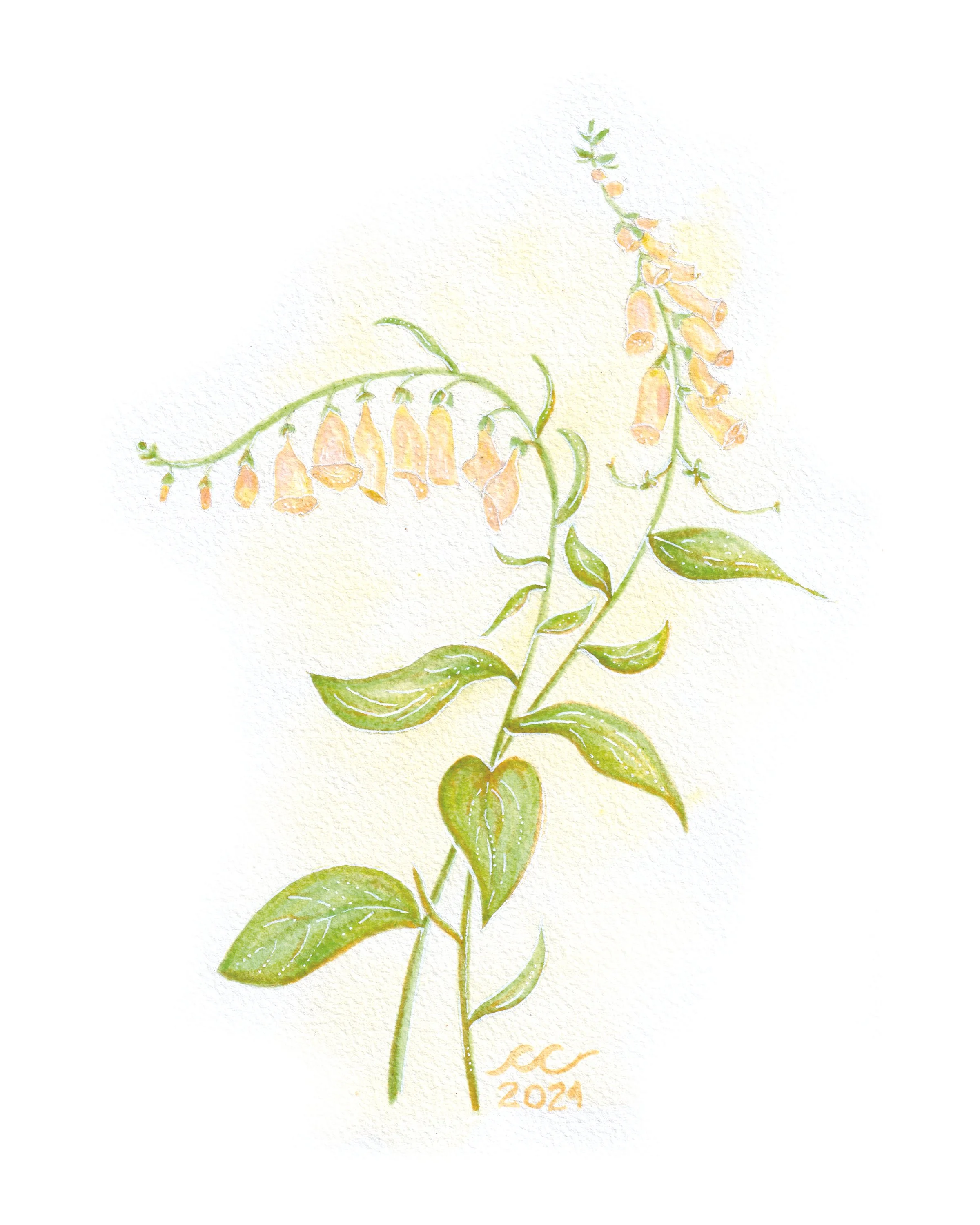 "Foxglove"
Natural Foxglove Watercolor
2024