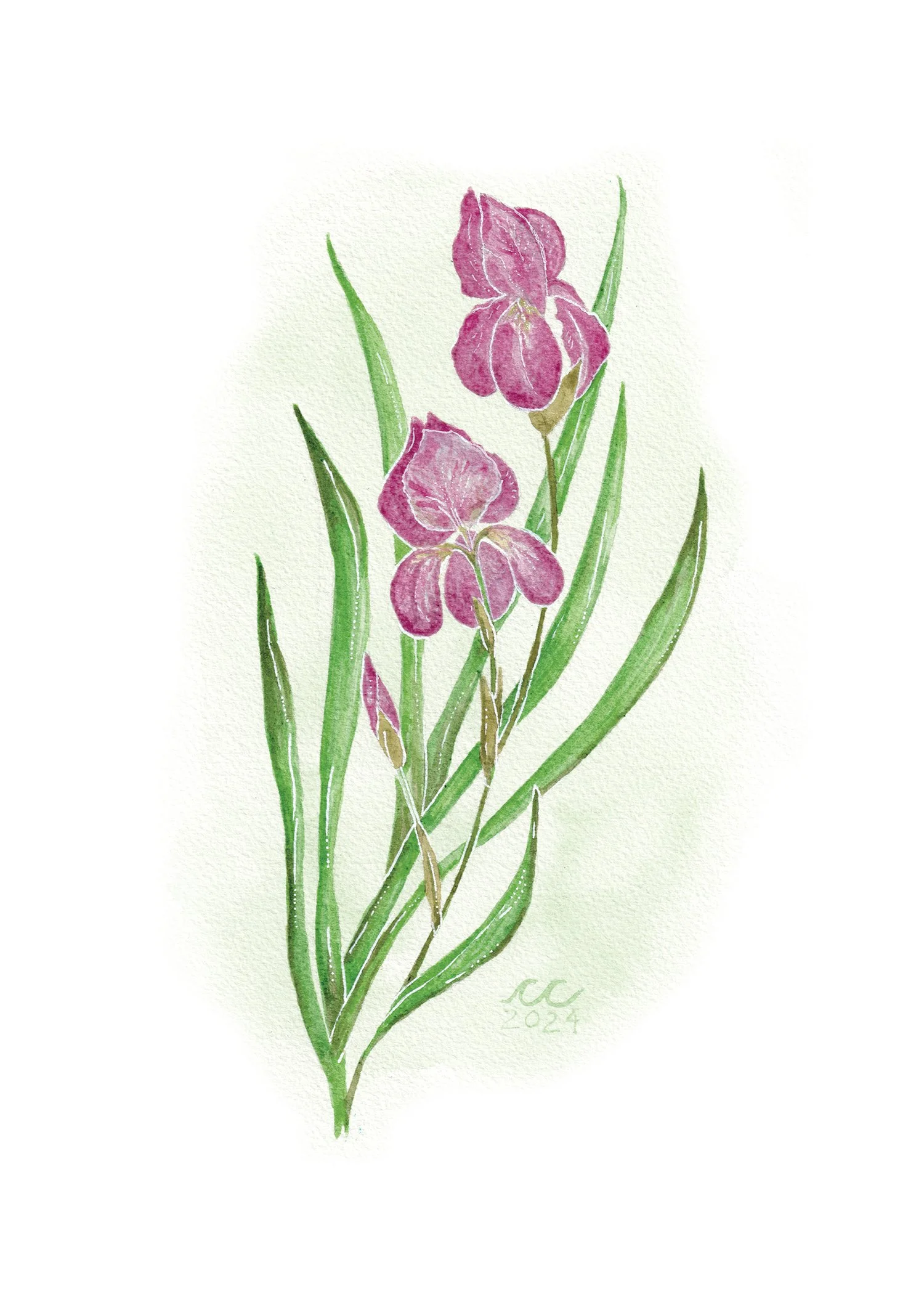 "Wild Iris"
Natural Wild Iris Watercolor
2024