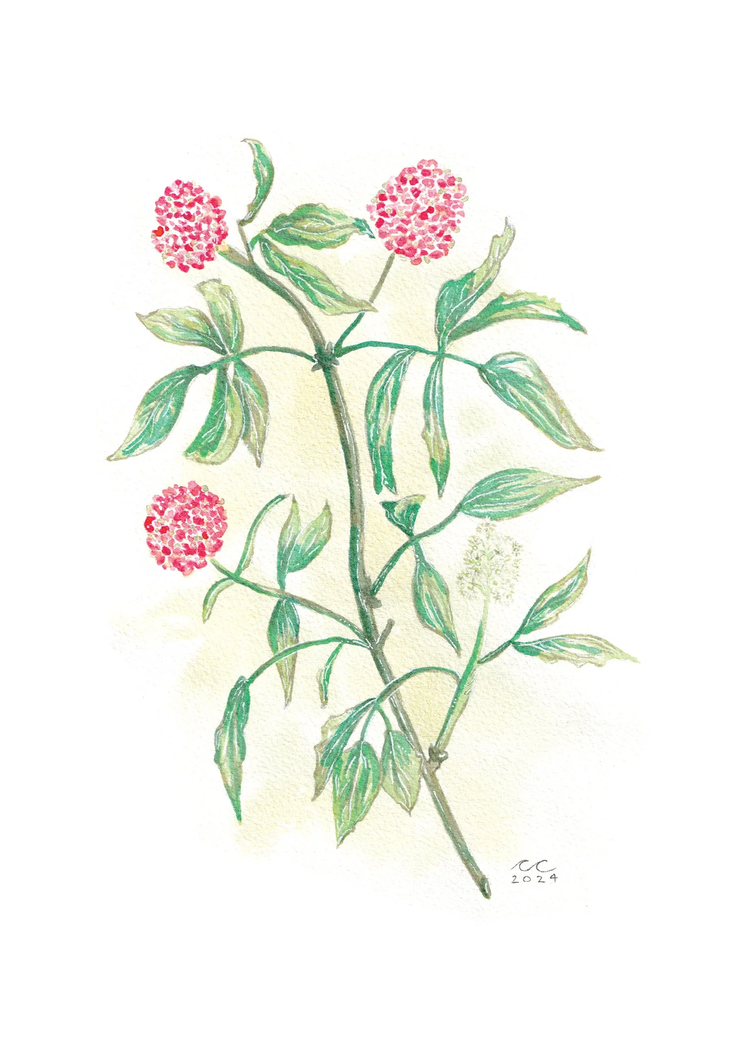 "Elderberry"
Natural Elderberry Ink
2024