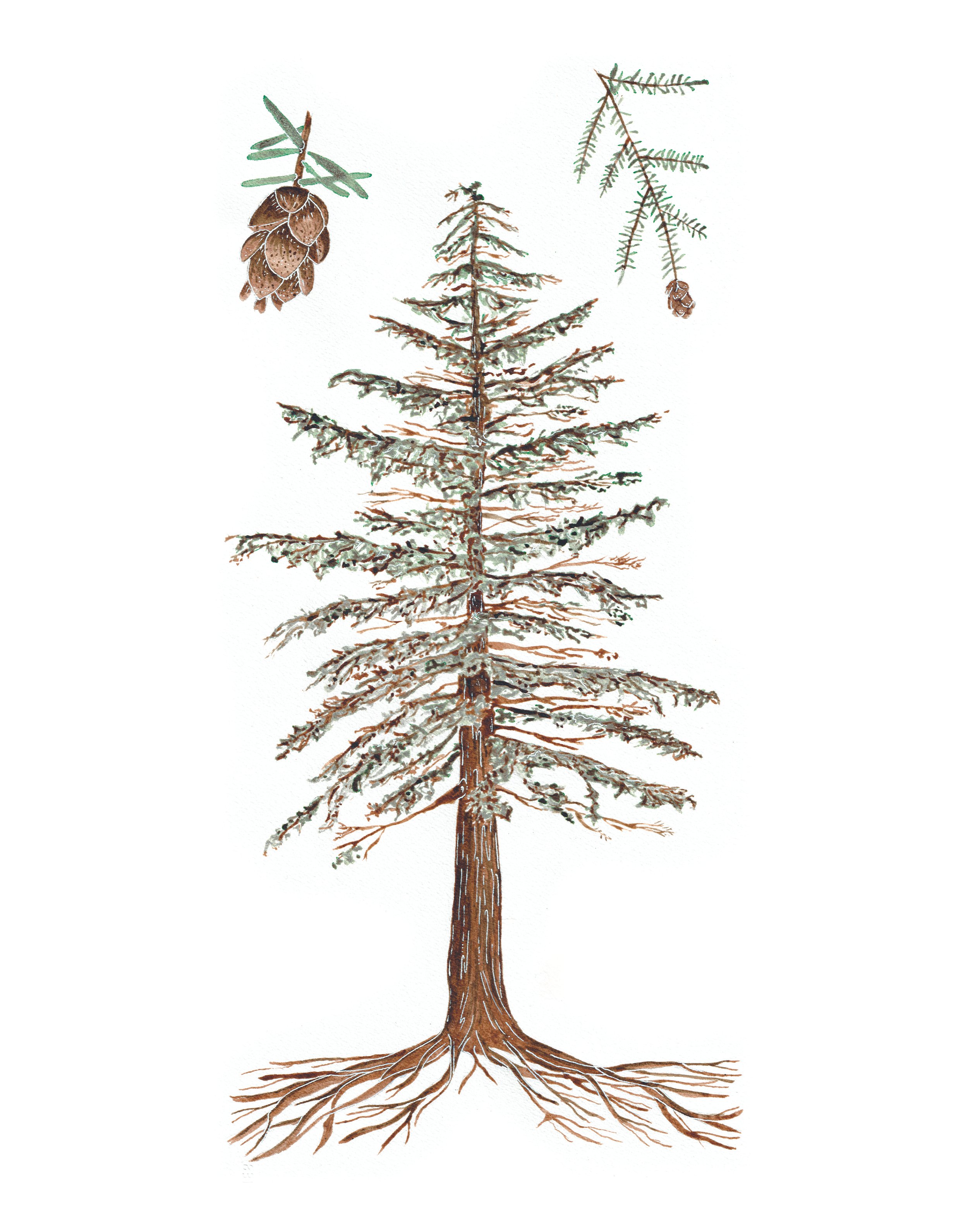 "Western Hemlock"
Natural Western Hemlock Ink
2024