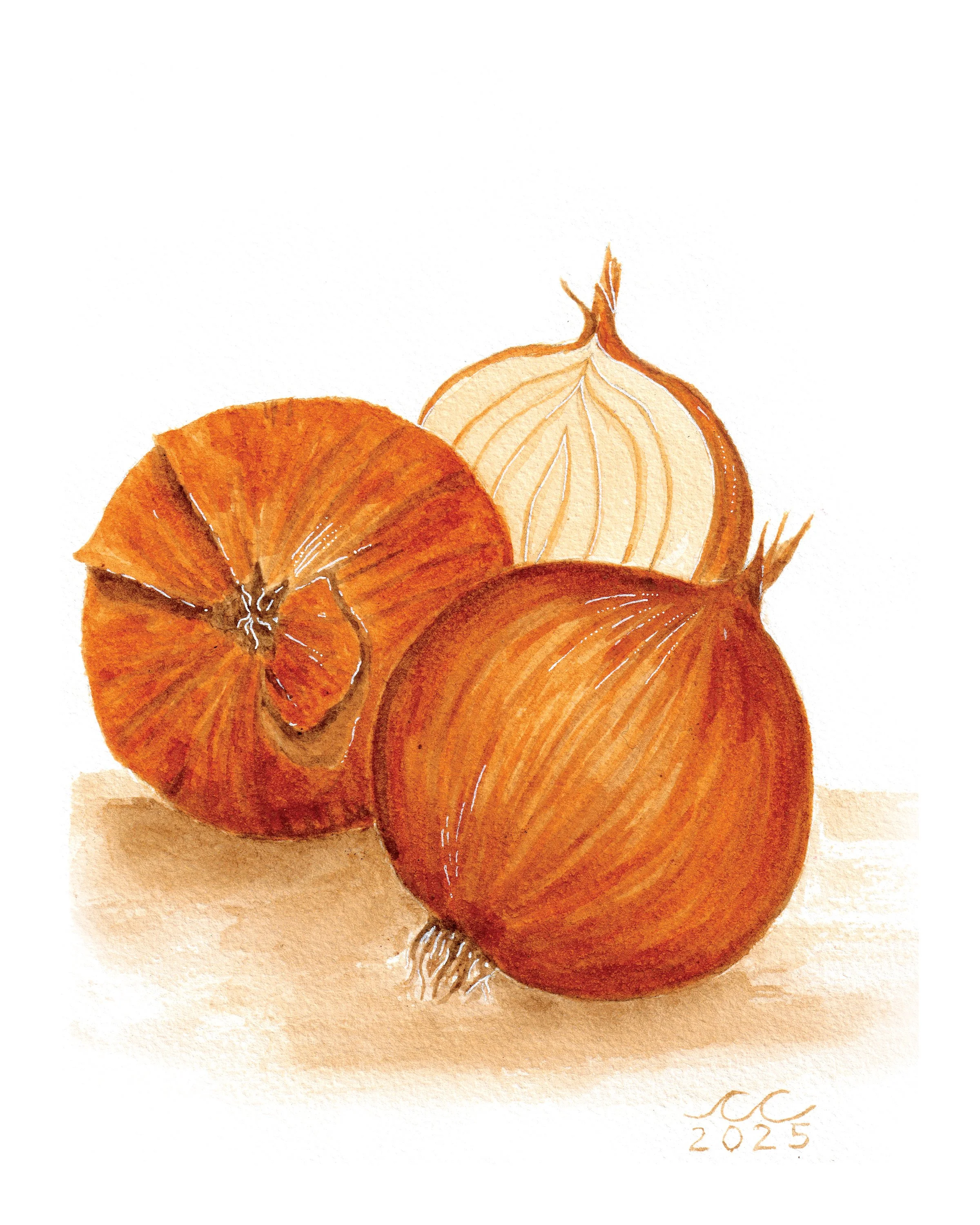 "Yellow Onion"
Natural Yellow Onion Watercolor
2025