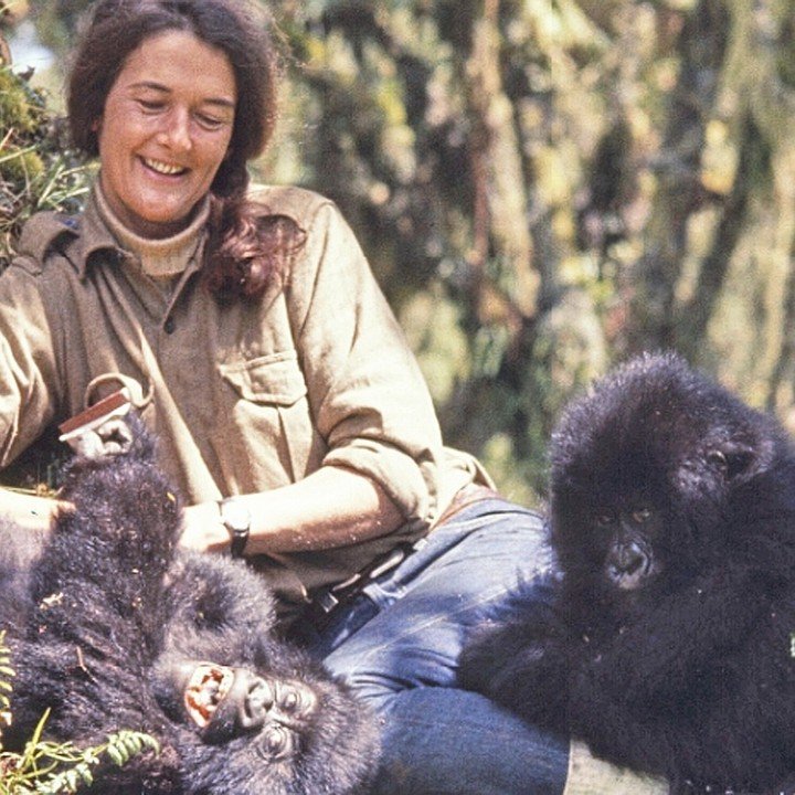 **In the Footsteps of the Legendary Gorilla Primatologist, Dian Fossey**

In this month's newsletter, we would like to present our exclusive Small Group Tours, personally guided by our specialist Tour Leaders comprised of the former research staff an