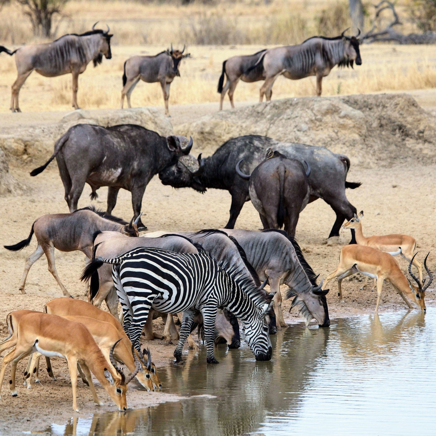 A popular park with day trip visitors from Dar es Salaam, Mikumi was gazetted as a national park in 1964. With its wide open grasslands and the Mikumi flood plain, the national park supports wildlife including elephant, buffalo, lion, leopard, hippo,