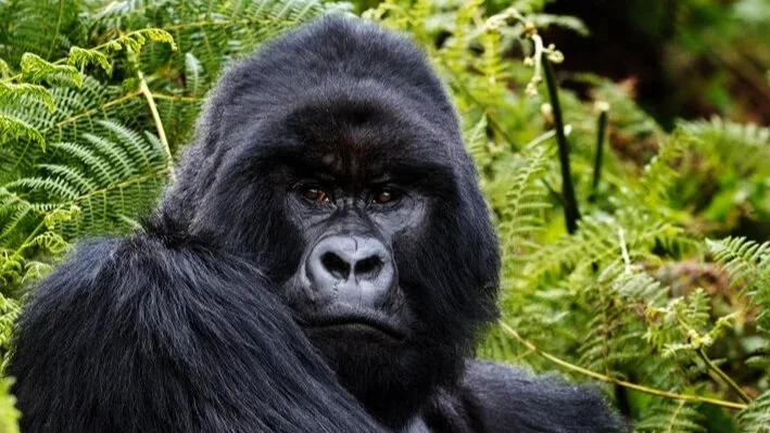 Parc National des Volcans is home to over a third of the remaining mountain gorillas in the world. Visiting the mountain gorillas is a truly humbling experience.