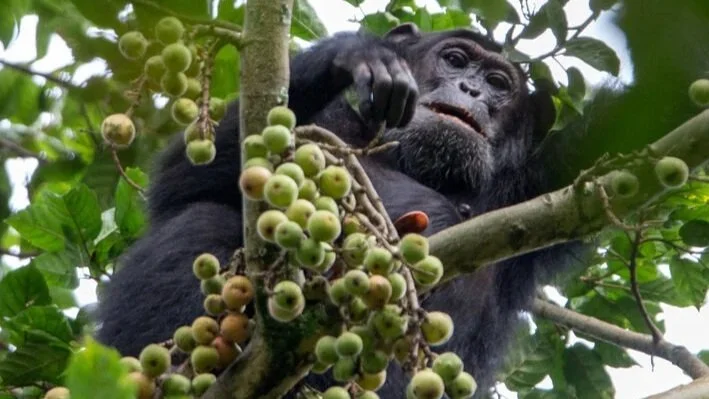 Nyungwe National Park is often thought of as one of Africa’s oldest forests and is home to many chimpanzees and 12 other primate species.