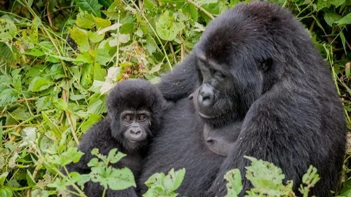 Bwindi Impenetrable Forest is a dense rainforest best known for gorilla trekking. Bwindi is also home to chimpanzees, various monkeys many bird species.