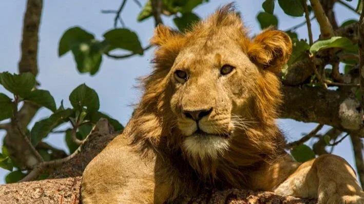 Queen Elizabeth features a diverse range of habitats for mammals and birds, offering brilliant year-round wildlife viewing opportunities.