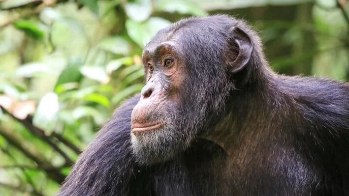 Kibale National Park contains the largest population of forest elephants found in Uganda and the highest diversity and density of primates found on earth.