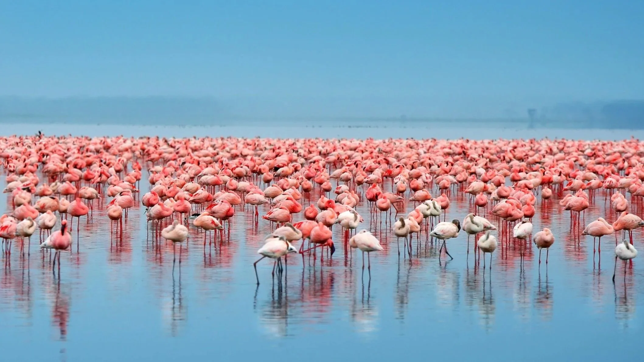 With its dazzling flocks of flamingos and diverse birdlife, Nakuru is also home to both black and white rhino and one of your best changes to spot a leopard in Kenya.