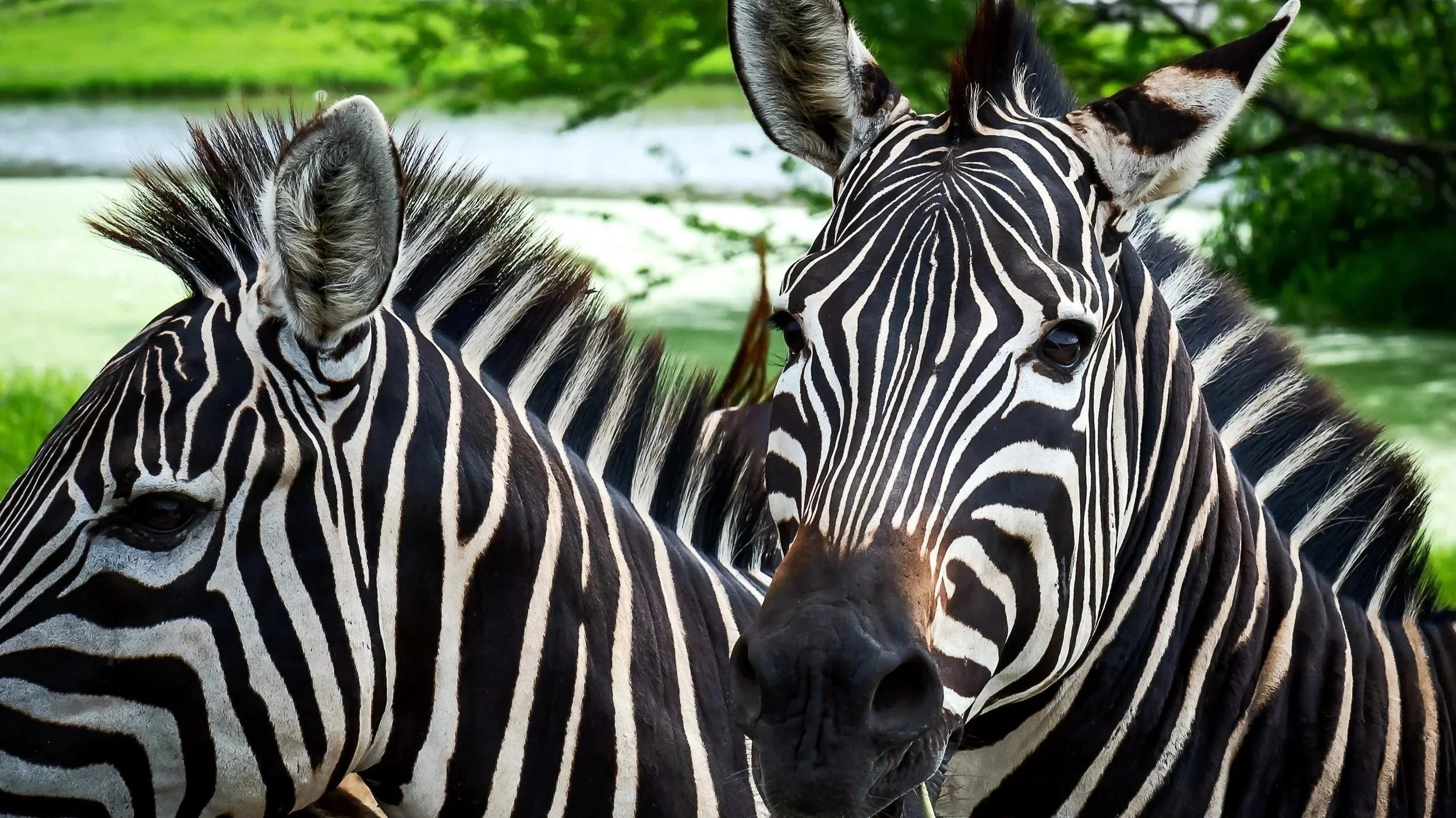 Divided into East and West National Parks, combined Tsavo is the biggest in Kenya and one of the largest wildlife sanctuaries in the world.