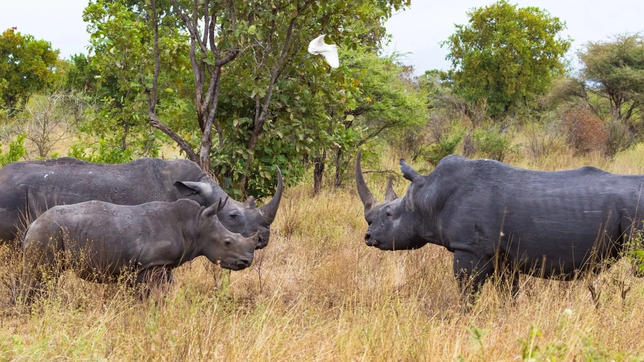 With frequent 'Big Five' sightings, Meru is rugged and wild. Made famous as the setting for the book 'Born Free', the park is where Elsa the lioness was returned to the wild.
