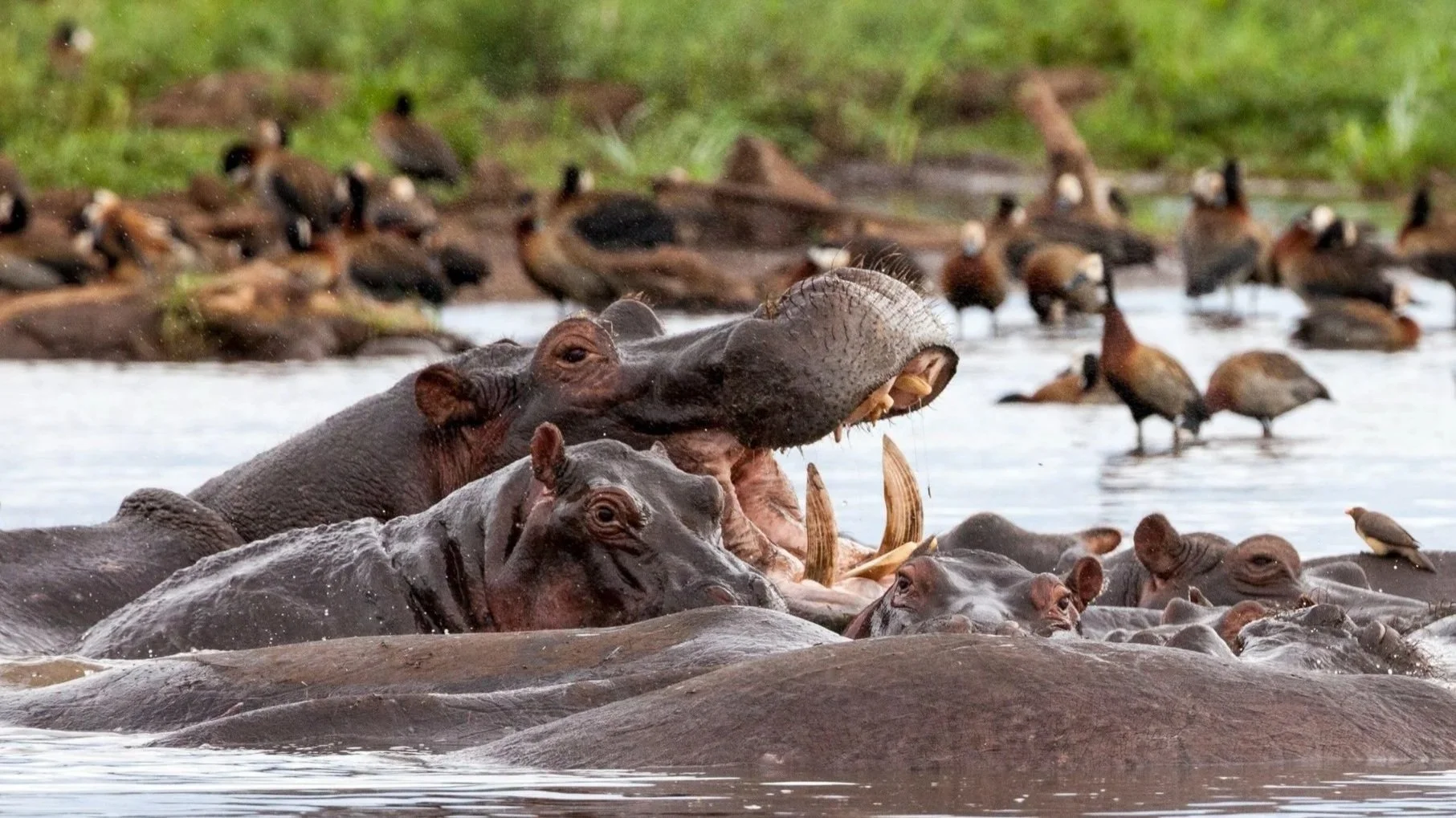 Nyerere is the largest national park in Tanzania boasting abundant and diverse wildlife populations including hippo, giraffe, elephant, lion and wild dog.