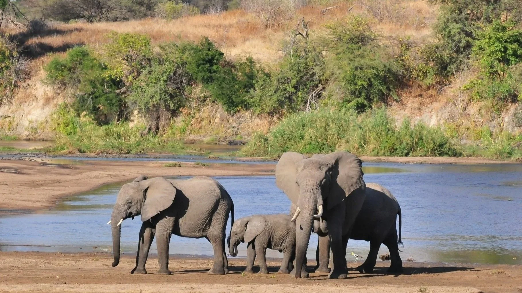 Ruaha is a vast and wild national park, home to more than 570 species of bird, large numbers of elephant and a stronghold for the endangered African Wild dog.