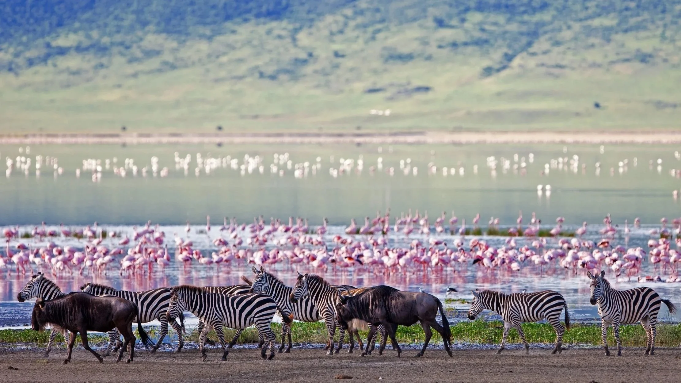 The Ngorongoro Crater is the largest inactive, intact and unfilled volcanic caldera in the world. View predator and prey in the most dramatic scenery.