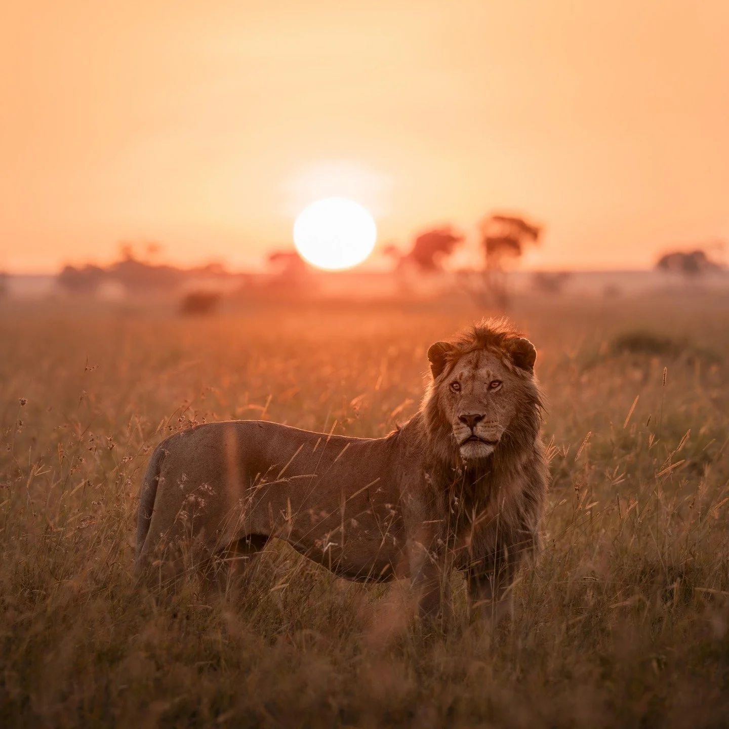 #Travulous is saddened to hear of the passing of #RobertRedford. His portrayal of the free-spirited Denys Finch Hatton in the film Out of Africa wasn't just a role; it was a captivating invitation to the world. The film's breathtaking visuals have in