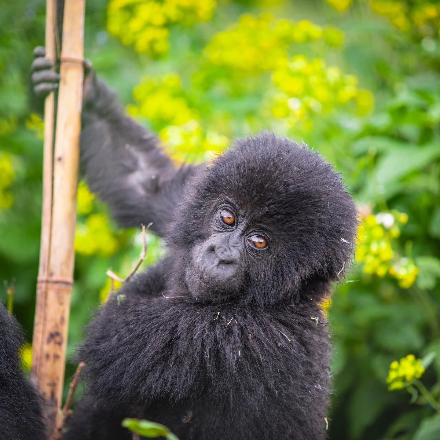 Today, September 24th, we celebrate World Gorilla Day! 🦍 

Gorillas are intelligent, gentle giants essential to healthy forest ecosystems. 

At #Travulous, we have a special passion for Mountain Gorillas. We first started arranging gorilla trekking 