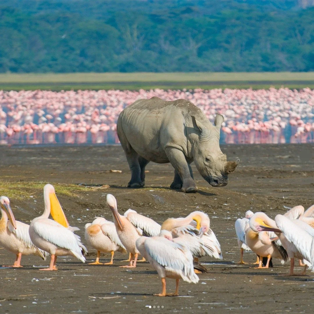 Picture this: you're surrounded by lush, wooded grassland with the vast, shimmering Lake Nakuru at its heart. 

This stunning setting is a haven for life. It&rsquo;s an internationally renowned birdwatcher&rsquo;s paradise, but the magic doesn't stop
