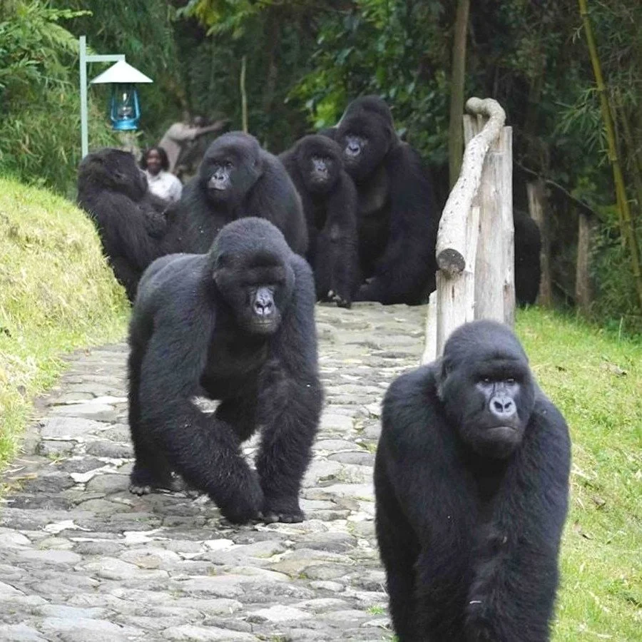 Rwanda 🇷🇼 vs. Uganda 🇺🇬

The big question for every East Africa adventurer: Rwanda or Uganda? 

Our brand new October newsletter is officially here, and we've put these two incredible destinations head-to-head in an in-depth, unbiased review to g