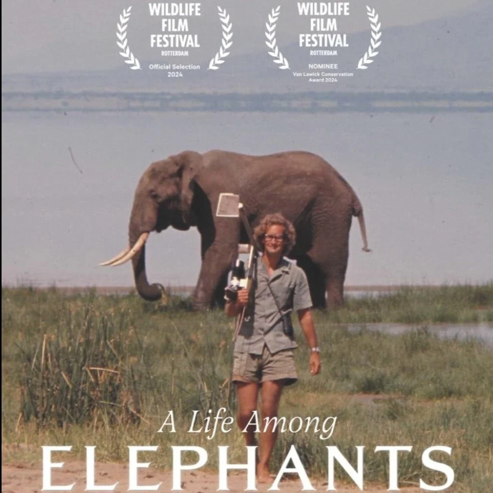 We join the global conservation community in expressing our profound sadness at the news of the passing of Dr. Iain Douglas-Hamilton, the influential founder of @savetheelephants.

Iain dedicated his life to protecting Africa's elephants. His pioneer