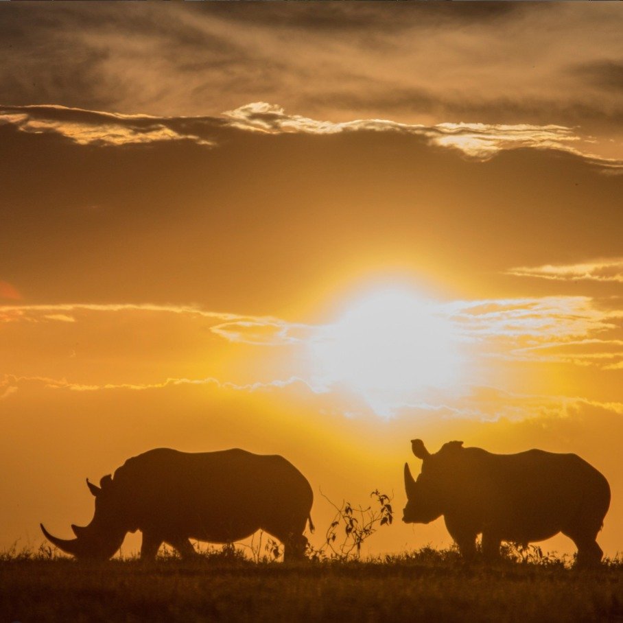 Is it the "big" sun and the changing colors of the sky? Or the sights and sounds of nature in a truly picturesque location?

There is something about an East African safari that is impossible to put into words, a peaceful, magical quality t