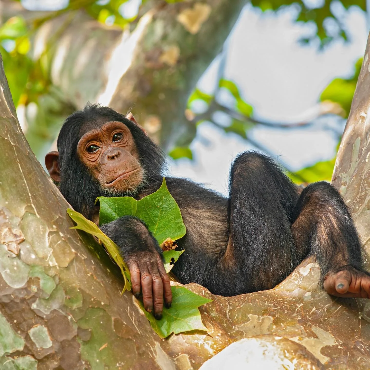 December mood, expertly executed 🐒

Chimpanzees are great apes native to East and Central Africa.
Highly intelligent, deeply social, and among our closest relatives.

Smart enough to use tools, build relationships, and apparently know exactly when i