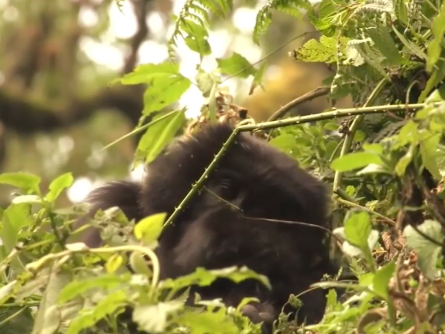 Initiating the Craghoppers & Dian Fossey Fund partnership