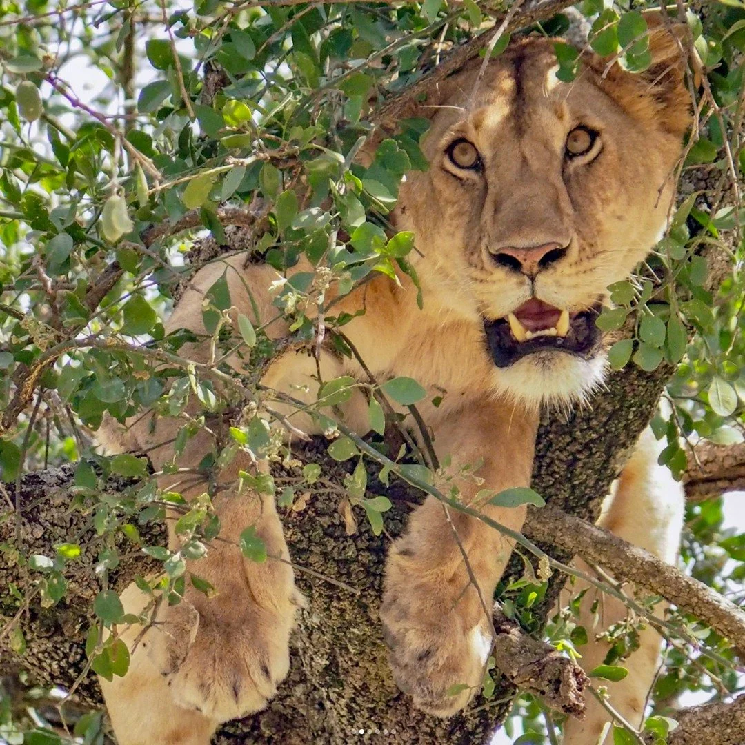 Did you know? In Ishasha, the lions have a unique "high-altitude" lifestyle. 

It is believed they climb trees for three very clever reasons: to alleviate the hot humid climate, to distance themselves from pesky tsetse flies, and to obtain 