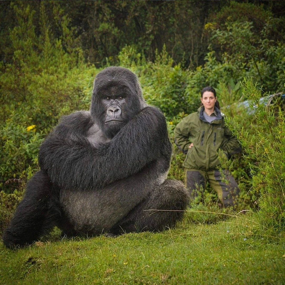 Check out this incredible shot of Isabukuru alongside Veronica Vecellio, the Gorilla Program Senior Advisor and Regional PR Director of the @savinggorillas.

It&rsquo;s more than just a photo; it&rsquo;s a testament to the decades of dedication spent