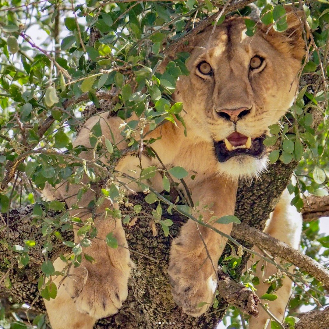 Did you know? In Ishasha, the lions have a unique "high-altitude" lifestyle. 

It is believed they climb trees for three very clever reasons: to alleviate the hot humid climate, to distance themselves from pesky tsetse flies, and to obtain 