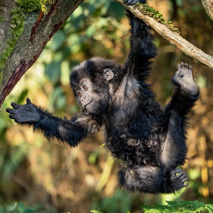 RWANDA OR UGANDA? 🦍 Your 2026 Gorilla Trekking Guide.

Choosing between the Virunga Massif and Bwindi is about more than just a permit.

With the global population now at 1,063 individuals, the conservation story is a triumph. We have broken down th