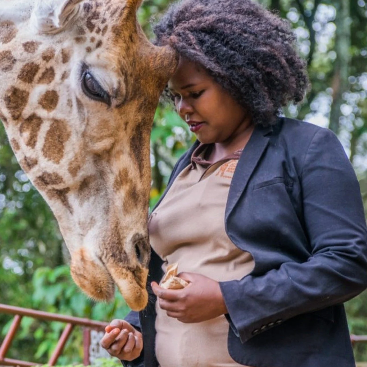 Did you know the @giraffecentre_ has been protecting the endangered Rothschild&rsquo;s Giraffe for over 40 years?

Founded in 1979 by the Africa Fund for Endangered Wildlife (A.F.E.W.), this sanctuary started with a mission to save these incredible c