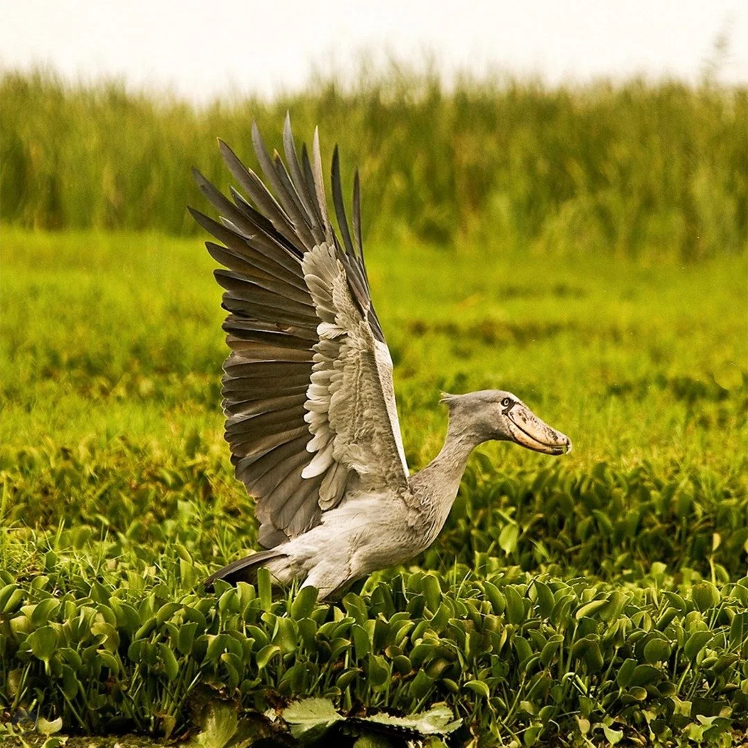 Step into a landscape where time stands still. 🐘🐒

Established in 1926, Semliki Wildlife Reserve offers one of the most dramatic settings in the Pearl of Africa. Nestled on the shores of Lake Albert, you&rsquo;ll find yourself surrounded by the Con