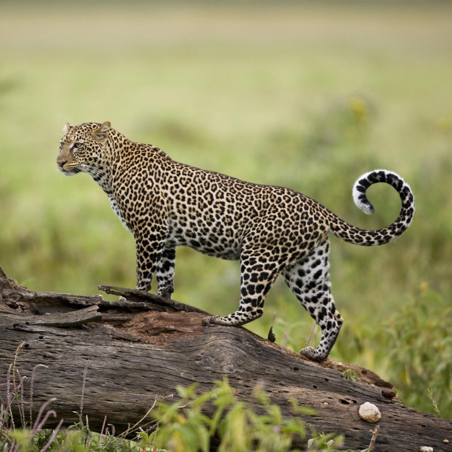Did you know that leopards are the most geographically widespread of all the big cats? 🐆

Their range spans across vast stretches of Africa, parts of the Middle East, and Asia, reaching as far as China, India, and eastern Russia!

Despite their mass