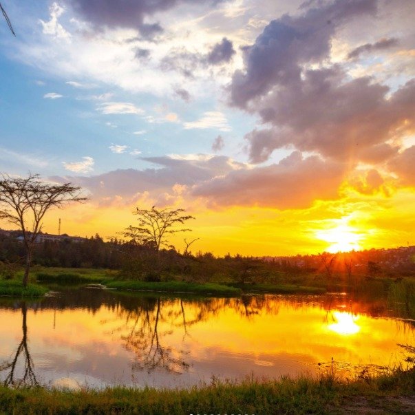 Since opening its gates a few years ago, Nyandungu Eco-Park has grown into a flourishing sanctuary in the heart of Kigali. What was once a degraded wetland is now a 121 hectare proof of what restoration can achieve.

Today, the park has truly come to